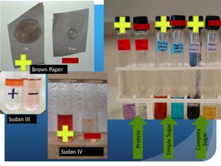 Protein
Complex
Sugar
SimpleSugar
Brown Paper
Sudan III
Sudan IV
 