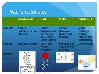 Macromolecules
Carbohydrate Lipid Protein Nucleic Acid
Elements Carbon,
Hydrogen, Oxygen
with ratio
Carbon,
Hydrogen and
Oxygen, no
ratio (More C
and H than O)
Carbon,
Hydrogen,
Oxygen and
Nitrogen
Carbon,
Hydrogen,
Oxygen,
Nitrogen and
PHosphorous
Function Short term energy Long Term
energy,
insulation
Structure and
Regulation of
activities
Genetic code
Example
 
