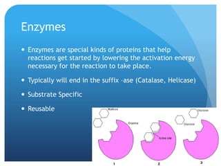 Enzymes
 Enzymes are special kinds of proteins that help
reactions get started by lowering the activation energy
necessary for the reaction to take place.
 Typically will end in the suffix –ase (Catalase, Helicase)
 Substrate Specific
 Reusable
 