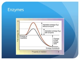 Enzymes
 