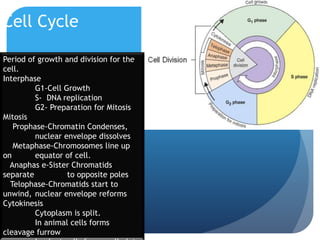 Cell Cycle
Period of growth and division for the
cell.
Interphase
G1-Cell Growth
S- DNA replication
G2- Preparation for Mitosis
Mitosis
Prophase-Chromatin Condenses,
nuclear envelope dissolves
Metaphase-Chromosomes line up
on equator of cell.
Anaphas e-Sister Chromatids
separate to opposite poles
Telophase-Chromatids start to
unwind, nuclear envelope reforms
Cytokinesis
Cytoplasm is split.
In animal cells forms
cleavage furrow
 