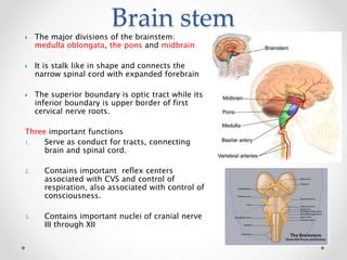 Central nervous system | PPTX