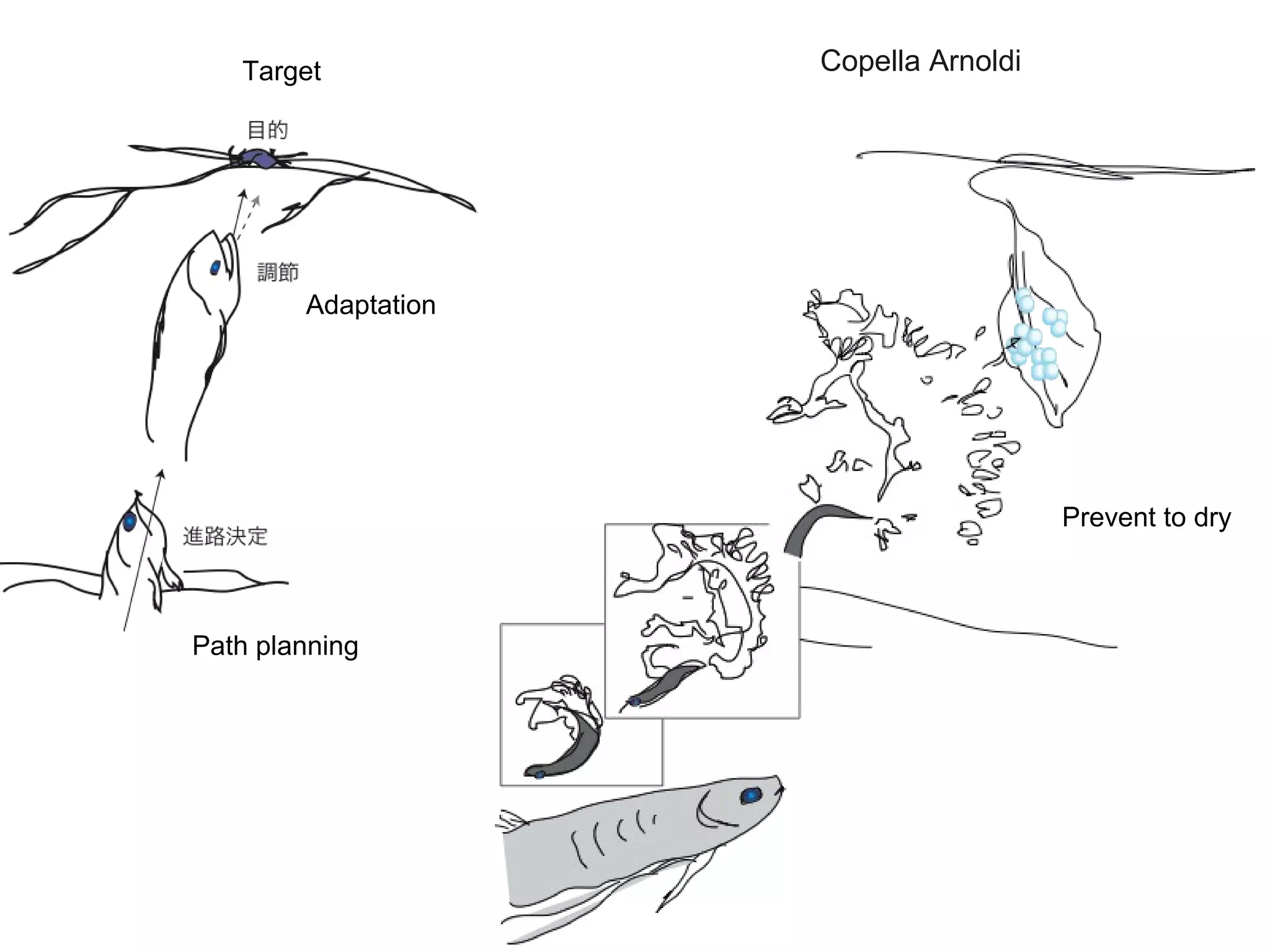 Target Copella Arnoldi
Prevent to dry
Adaptation
Path planning
 
