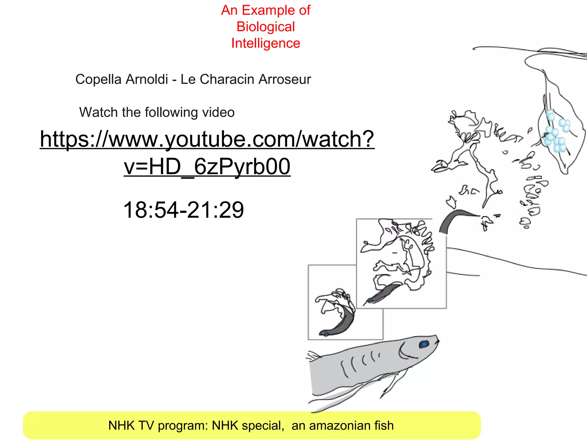 NHK TV program: NHK special, an amazonian fish
An Example of
Biological
Intelligence
https://www.youtube.com/watch?
v=HD_6zPyrb00
Copella Arnoldi - Le Characin Arroseur
Watch the following video
18:54-21:29
 