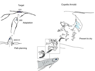 Target Copella Arnoldi
Prevent to dry
Adaptation
Path planning
 