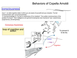 Behaviors of Copella Arnoldi
To prevent it
to be dry
Action
Cognition
（ loop ）
loop of cognition and
action
consciousness
noun 1: an alert cognitive state in which you are aware of yourself and your situation; "he lost
consciousness" [ant: {unconsciousness}]
2: having knowledge of; "he had no awareness of his mistakes"; "his sudden consciousness of the
problem he faced"; "their intelligence and general knowingness was impressive" [syn: {awareness},
{cognizance}, {knowingness}]
Conscious Awareness
 