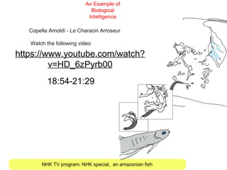NHK TV program: NHK special, an amazonian fish
An Example of
Biological
Intelligence
https://www.youtube.com/watch?
v=HD_6zPyrb00
Copella Arnoldi - Le Characin Arroseur
Watch the following video
18:54-21:29
 
