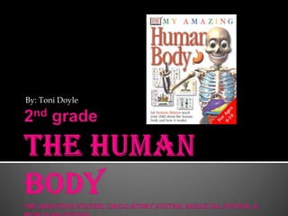 2nd gradeThe Human BodyThe Digestive System, Circulatory System, Skeletal System, & Muscular System By: Toni Doyle 
