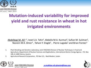 Mutation-induced variability for improved
yield and rust resistance in wheat in hot
irrigated environments
Abdelbagi M. Ali1, 2, Izzat S.A. Tahir2, Abdalla M.A. Kurmut2, Sufian M. Suliman2,
Nasrein M.K. Omer2 , Tahani Y. Elagib2 , Pierre Lagoda1 and Brian Forster1
1. Plant Breeding and Genetics Laboratory, Joint FAO/IAEA Division of Nuclear Techniques in Food and
Agriculture, Department of Nuclear Sciences and Applications, International Atomic Energy Agency - P.O. Box
100, A-1400 Vienna, Austria
2. Agricultural Research Corporation, PO Box 121, Wad Medani, Sudan
a.mukhtar-ali-ghanim@iaea.org
 