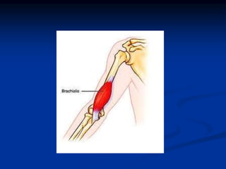 anatomy,muscles, joints, Dr.sabreen mahmoud | PPTX