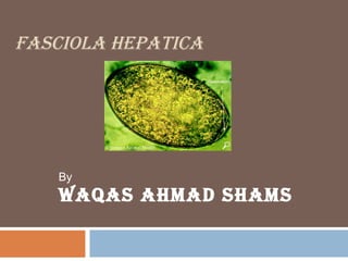 FASCIOLA HEPATICA
By
WAqAS AHmAd SHAmS
 