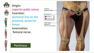 anatomy of thigh region with Dr.Ameera Al-Humidi.pptx
