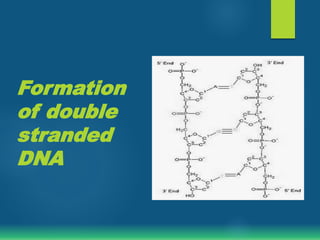 Formation
of double
stranded
DNA
 