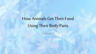 How AnimalsGetTheir Food
Using TheirBodyParts
Science V
 