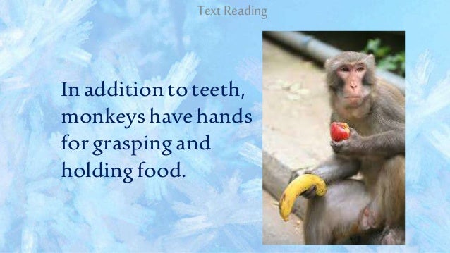 What Food Do Monkeys Like To Eat What Food Do Monkeys Like To Eat