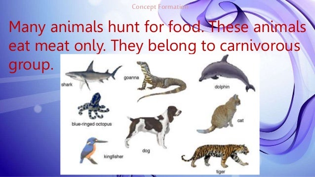 Can Cats And Dogs Eat The Same Food Can Cats And Dogs Eat The Same Food