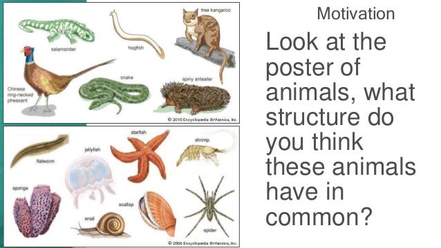 Resultado de imagen para vertebrates and invertebrates