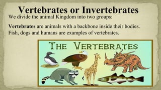 Vertebrates or Invertebrates
We divide the animal Kingdom into two groups:
Vertebrates are animals with a backbone inside their bodies.
Fish, dogs and humans are examples of vertebrates.
 