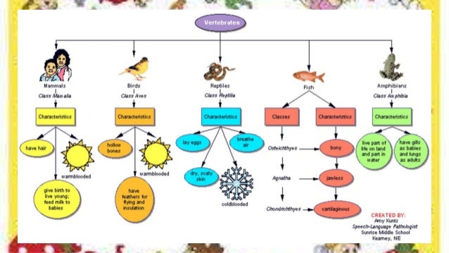 Vertebrate And Invertebrate Animals Chart