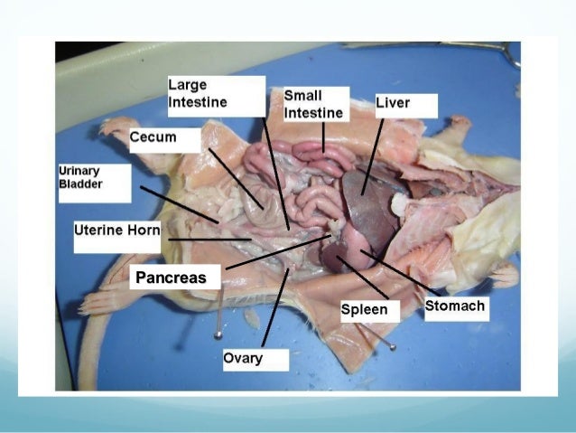 Biology 1031 Lab Final