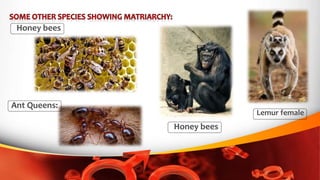 • Out of 76 species of animal mammals, only 7 show matriarchy.
The rest show male dominance.
• For example in Chimpanzees,...