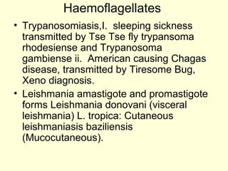 Haemoflagellates
• Trypanosomiasis,I. sleeping sickness
transmitted by Tse Tse fly trypansoma
rhodesiense and Trypanosoma
gambiense ii. American causing Chagas
disease, transmitted by Tiresome Bug,
Xeno diagnosis.
• Leishmania amastigote and promastigote
forms Leishmania donovani (visceral
leishmania) L. tropica: Cutaneous
leishmaniasis baziliensis
(Mucocutaneous).
 