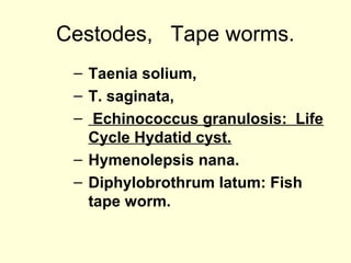 Cestodes, Tape worms.
– Taenia solium,
– T. saginata,
– Echinococcus granulosis: Life
Cycle Hydatid cyst.
– Hymenolepsis nana.
– Diphylobrothrum latum: Fish
tape worm.
 