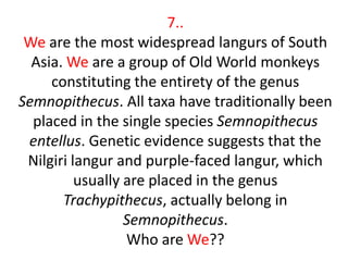 7..
 We are the most widespread langurs of South
  Asia. We are a group of Old World monkeys
     constituting the entirety of the genus
Semnopithecus. All taxa have traditionally been
  placed in the single species Semnopithecus
 entellus. Genetic evidence suggests that the
 Nilgiri langur and purple-faced langur, which
          usually are placed in the genus
       Trachypithecus, actually belong in
                  Semnopithecus.
                  Who are We??
 