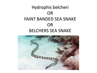 Hydrophis belcheri
          OR
FAINT BANDED SEA SNAKE
          OR
  BELCHERS SEA SNAKE
 