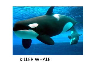 KILLER WHALE
 