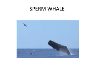 SPERM WHALE
 