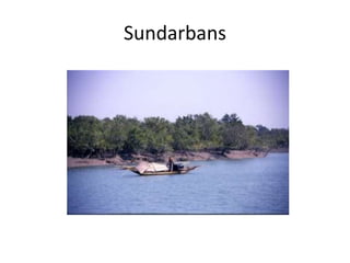 Sundarbans
 
