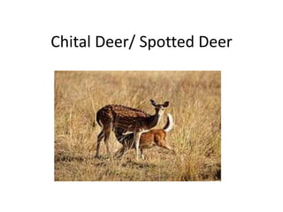 Chital Deer/ Spotted Deer
 