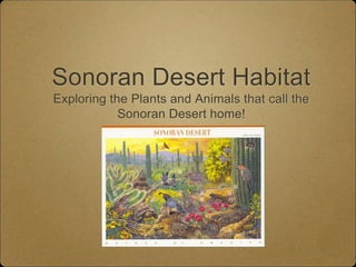 Sonoran Desert Habitat
Exploring the Plants and Animals that call the
Sonoran Desert home!
 