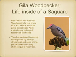 Gila Woodpecker:
Life inside of a Saguaro
Both female and male Gila
Woodpeckers have a brown
face and a black and white
zebra striped back. Adult
males have a red cap of
feathers on their head.
They have adapted to pecking
into saguaros by having a
strong head and neck, a long,
pointed beak and a long,
sticky tongue to reach food.
 