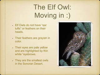 The Elf Owl:
Moving in :)
Elf Owls do not have “ear
tufts” or feathers on their
heads.
Their feathers are grayish in
color.
Their eyes are pale yellow
and are highlighted by thin
white “eyebrows.
They are the smallest owls
in the Sonoran Desert.
 