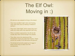 Elf owls are very adapted to living in the desert.
They have excellent night vision and hearing.
They catch their prey by hearing it instead of
seeing it.
They have “silent flight” which means they don’t
make any noise when they approach their prey.
When a predator approaches, the elf owl will
usually play dead until all danger has passed.
They often move into abandoned Gila
Woodpecker boots and make their homes. These
homes are usually 15-35 feet above the ground.
The female elf owl will usually lay 2-4 eggs in
these homes they’ve taken from the
woodpeckers.
The Elf Owl:
Moving in :)
 