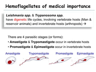 Epimastigote
Hemoflagellates of medical importance
There are 4 parasitic stages (or forms):
• Amastigote & Trypomastigote occur in vertebrate hosts
• Promastigote & Epimastigote occur in invertebrate hosts
Amastigote Trypomastigote Promastigote
Leishmania spp. & Trypanosoma spp.
have digenetic life cycles, involving vertebrate hosts (Man &
reservoir animals) and invertebrate hosts (arthropods) 
 