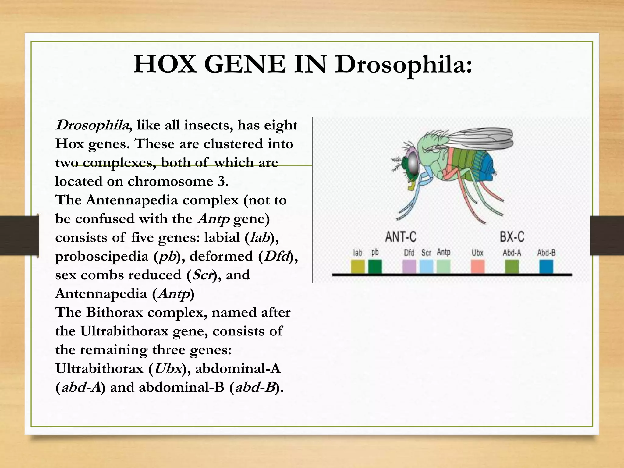 HOX GENE IN Drosophila:
Drosophila, like all insects, has eight
Hox genes. These are clustered into
two complexes, both of which are
located on chromosome 3.
The Antennapedia complex (not to
be confused with the Antp gene)
consists of five genes: labial (lab),
proboscipedia (pb), deformed (Dfd),
sex combs reduced (Scr), and
Antennapedia (Antp)
The Bithorax complex, named after
the Ultrabithorax gene, consists of
the remaining three genes:
Ultrabithorax (Ubx), abdominal-A
(abd-A) and abdominal-B (abd-B).
 
