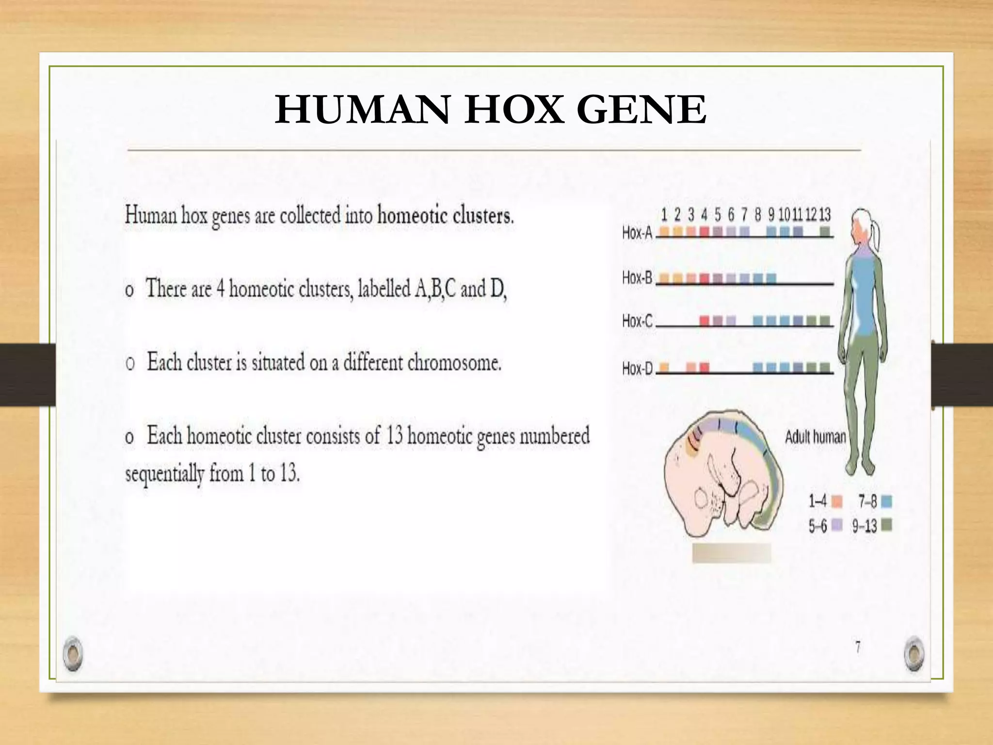 HUMAN HOX GENE
 