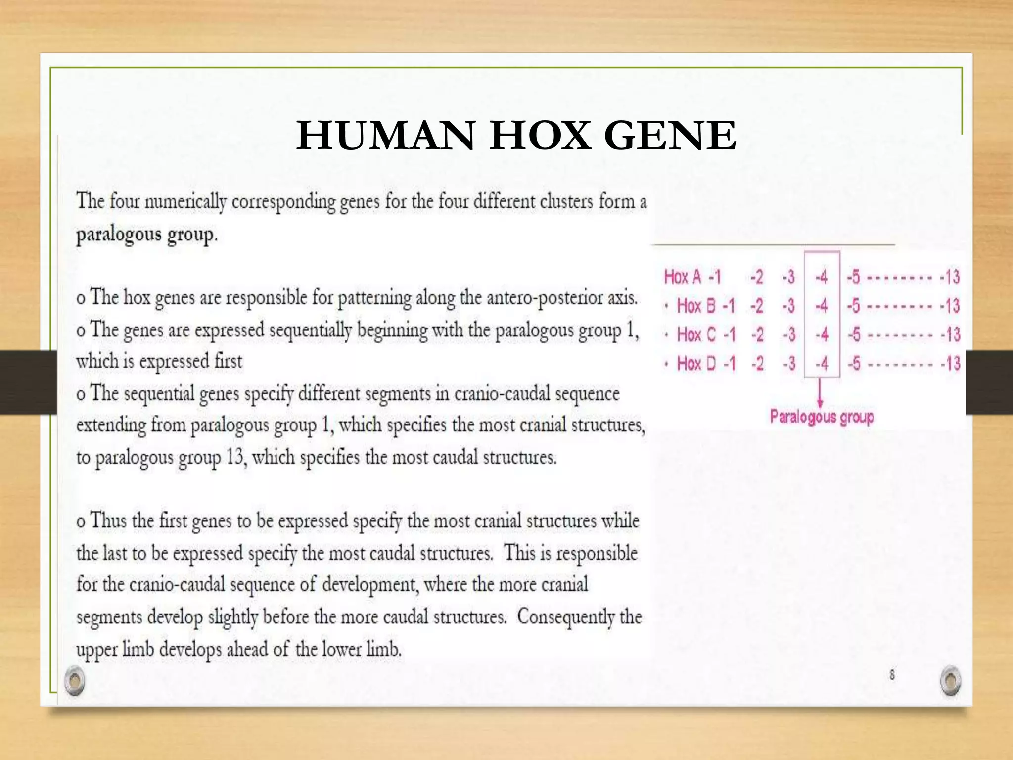 HUMAN HOX GENE
 