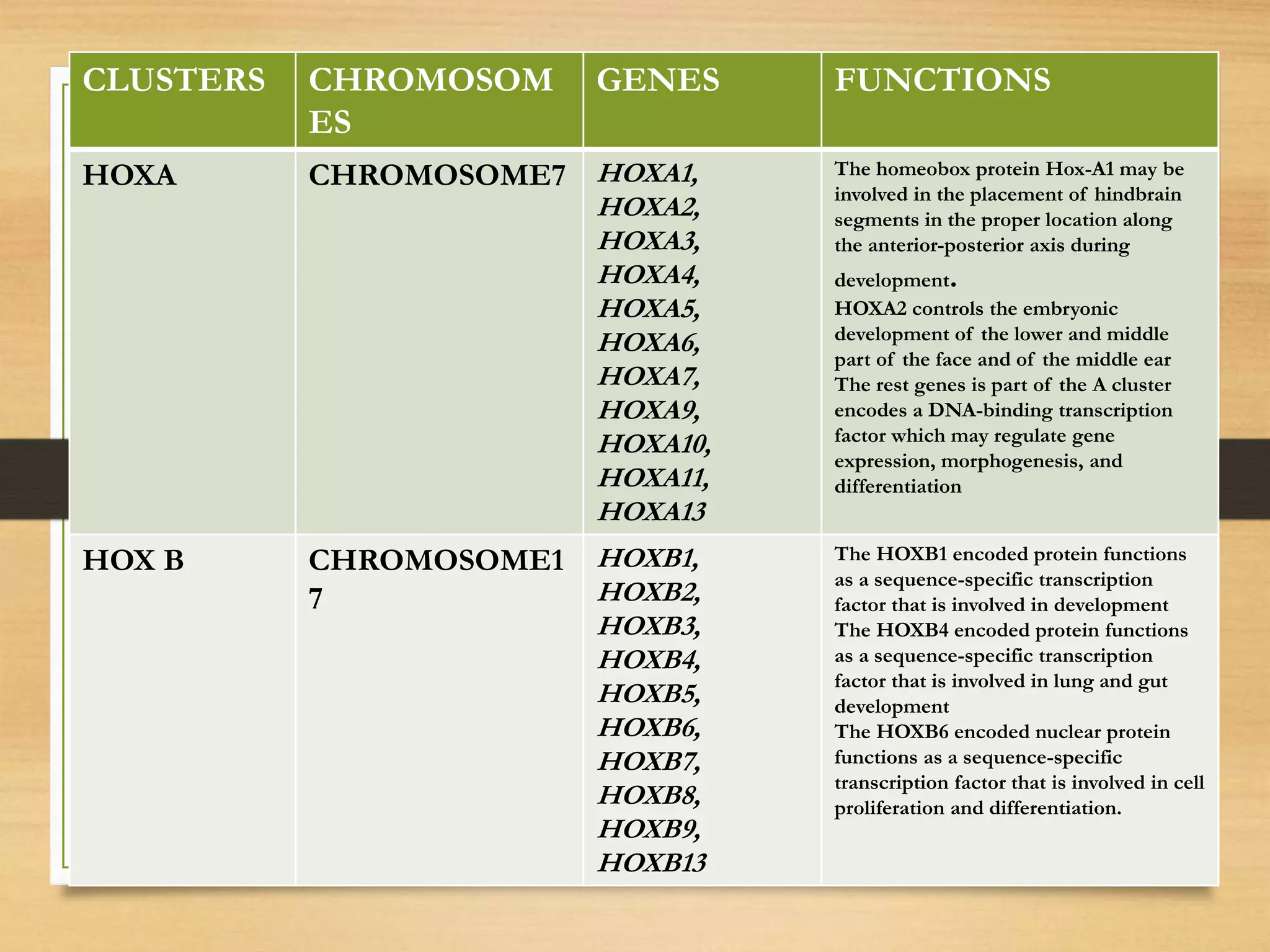 CLUSTERS CHROMOSOM
ES
GENES FUNCTIONS
HOXA CHROMOSOME7 HOXA1,
HOXA2,
HOXA3,
HOXA4,
HOXA5,
HOXA6,
HOXA7,
HOXA9,
HOXA10,
HOXA11,
HOXA13
The homeobox protein Hox-A1 may be
involved in the placement of hindbrain
segments in the proper location along
the anterior-posterior axis during
development.
HOXA2 controls the embryonic
development of the lower and middle
part of the face and of the middle ear
The rest genes is part of the A cluster
encodes a DNA-binding transcription
factor which may regulate gene
expression, morphogenesis, and
differentiation
HOX B CHROMOSOME1
7
HOXB1,
HOXB2,
HOXB3,
HOXB4,
HOXB5,
HOXB6,
HOXB7,
HOXB8,
HOXB9,
HOXB13
The HOXB1 encoded protein functions
as a sequence-specific transcription
factor that is involved in development
The HOXB4 encoded protein functions
as a sequence-specific transcription
factor that is involved in lung and gut
development
The HOXB6 encoded nuclear protein
functions as a sequence-specific
transcription factor that is involved in cell
proliferation and differentiation.
 