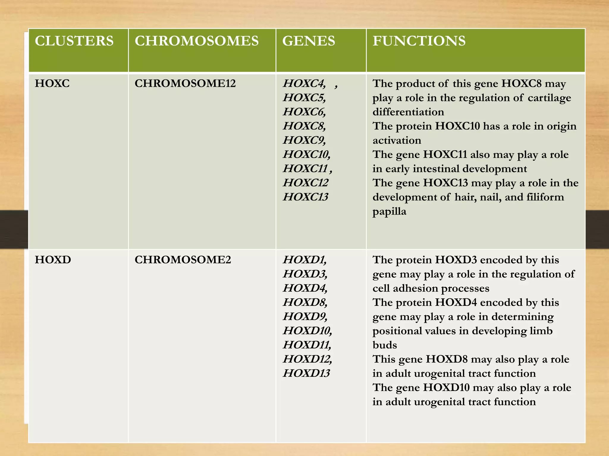 CLUSTERS CHROMOSOMES GENES FUNCTIONS
HOXC CHROMOSOME12 HOXC4, ,
HOXC5,
HOXC6,
HOXC8,
HOXC9,
HOXC10,
HOXC11 ,
HOXC12
HOXC13
The product of this gene HOXC8 may
play a role in the regulation of cartilage
differentiation
The protein HOXC10 has a role in origin
activation
The gene HOXC11 also may play a role
in early intestinal development
The gene HOXC13 may play a role in the
development of hair, nail, and filiform
papilla
HOXD CHROMOSOME2 HOXD1,
HOXD3,
HOXD4,
HOXD8,
HOXD9,
HOXD10,
HOXD11,
HOXD12,
HOXD13
The protein HOXD3 encoded by this
gene may play a role in the regulation of
cell adhesion processes
The protein HOXD4 encoded by this
gene may play a role in determining
positional values in developing limb
buds
This gene HOXD8 may also play a role
in adult urogenital tract function
The gene HOXD10 may also play a role
in adult urogenital tract function
 