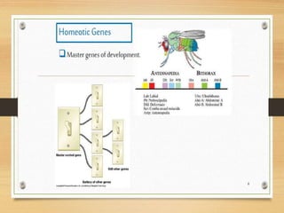 hox genes and its role in development | PPTX