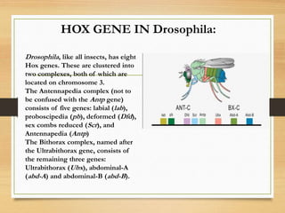 hox genes and its role in development | PPT