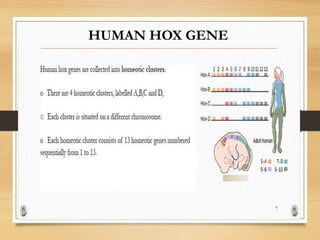 hox genes and its role in development | PPTX