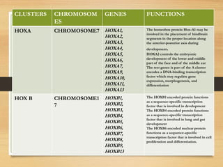 hox genes and its role in development | PPTX