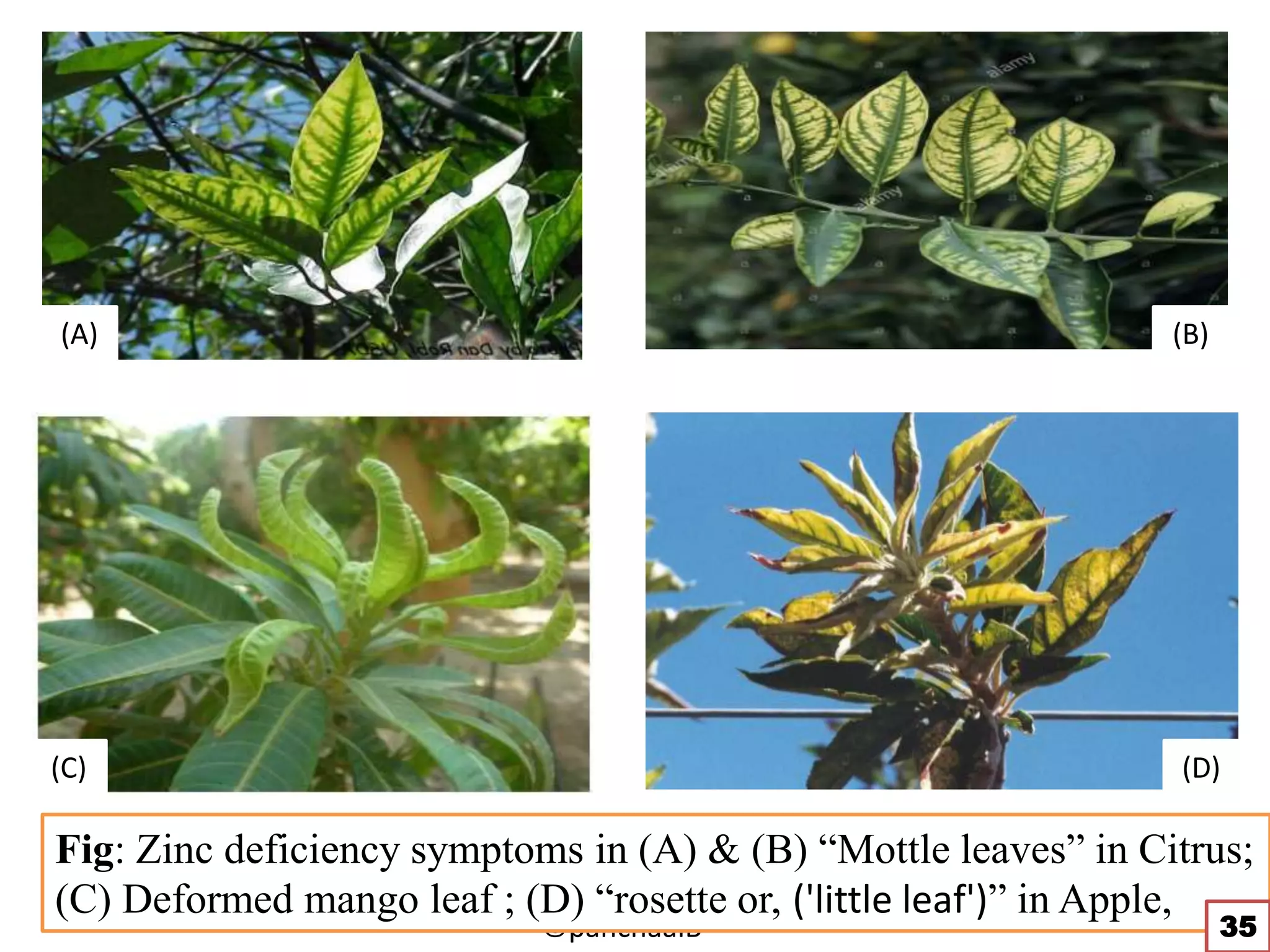 Micronutrients: role and management in fruit crops (2nd doctoral ...