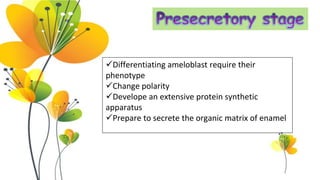 12
Differentiating ameloblast require their
phenotype
Change polarity
Develope an extensive protein synthetic
apparatus
Prepare to secrete the organic matrix of enamel
 