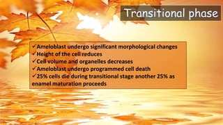 20
Ameloblast undergo significant morphological changes
Height of the cell reduces
Cell volume and organelles decreases
Ameloblast undergo programmed cell death
25% cells die during transitional stage another 25% as
enamel maturation proceeds
 